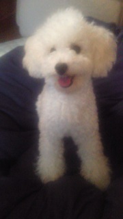 お客様ならぬお犬様