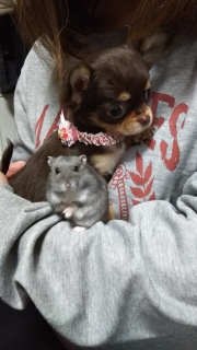 �V�����Ƒ�