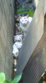 �ʂ��A���ʂ��B