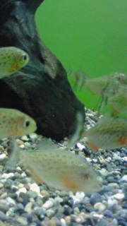 獰猛なこやつら!