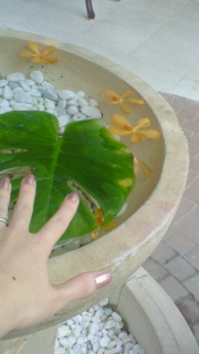 �t�����`�L�X