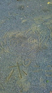 さかなのこパート2