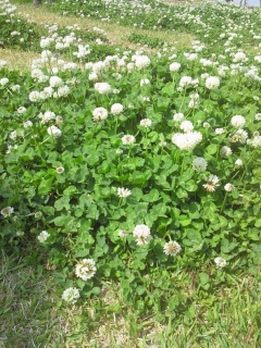 �v�X�̂��x�݁I